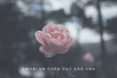 cach chen chu vao anh tren dien thoai