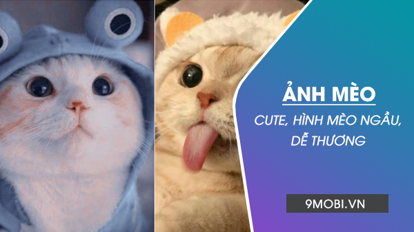 Ảnh mèo cute, bựa, ngầu đẹp, ngộ nghĩnh, đáng yêu nhất