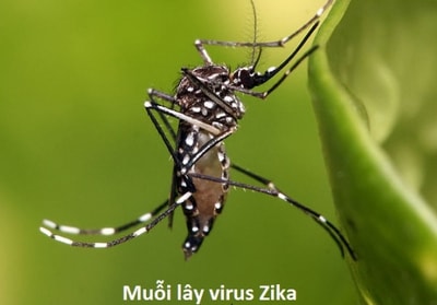 Ứng dụng đuổi muỗi phòng dịch Zika