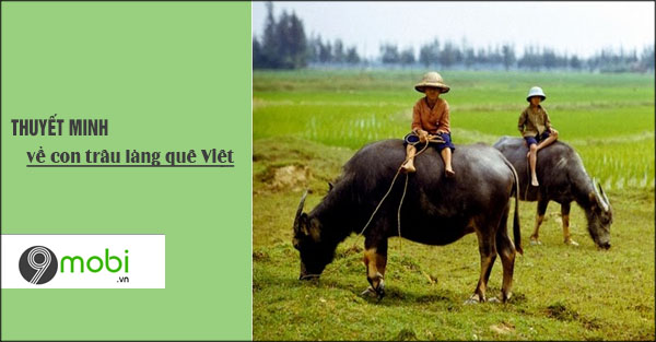 hay thuyet minh ve con trau o lang que viet nam